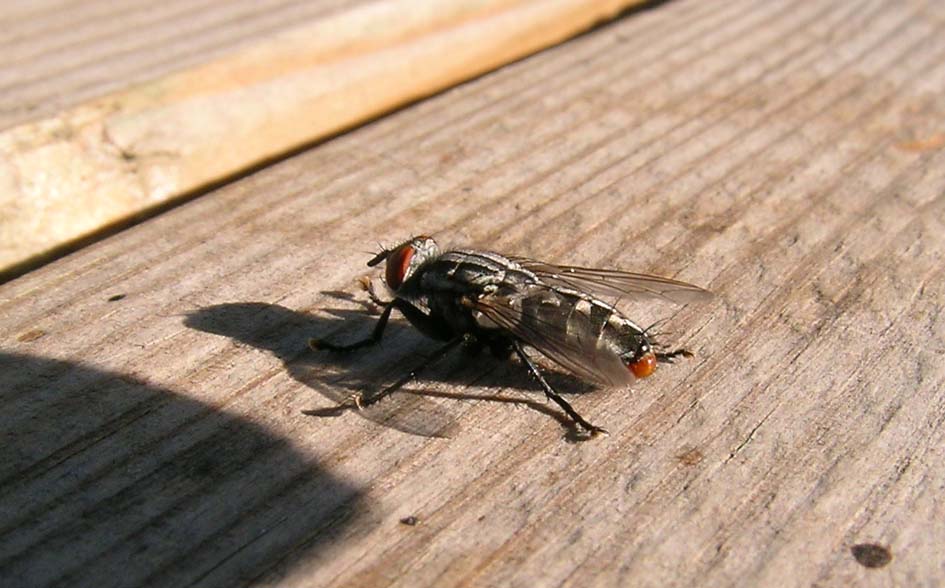 Sarcophaga sp.
